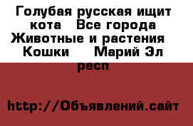 Голубая русская ищит кота - Все города Животные и растения » Кошки   . Марий Эл респ.
